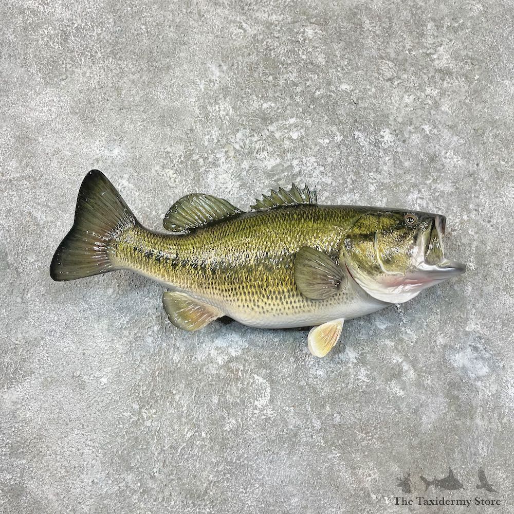 Largemouth Bass Fish Mount For Sale #26926 @ The Taxidermy Store