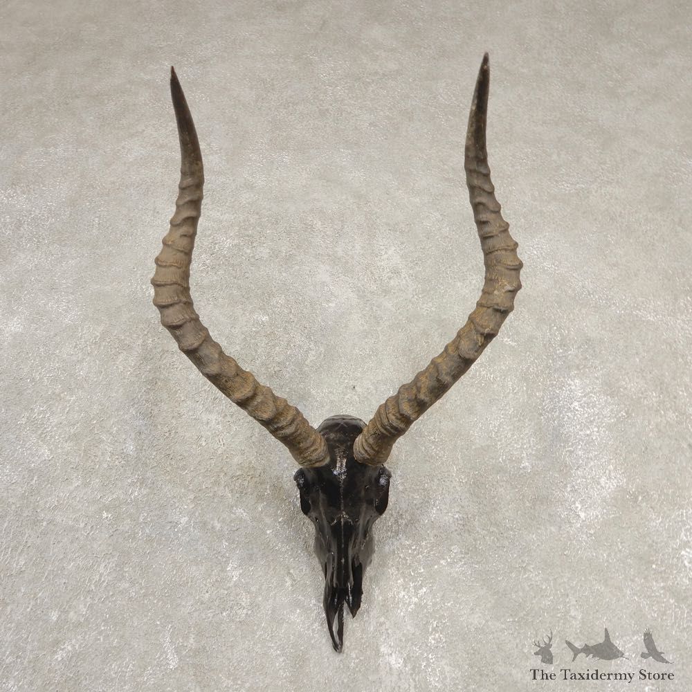 Impala Skull & Horn European Mount For Sale #20543 @ The Taxidermy Store