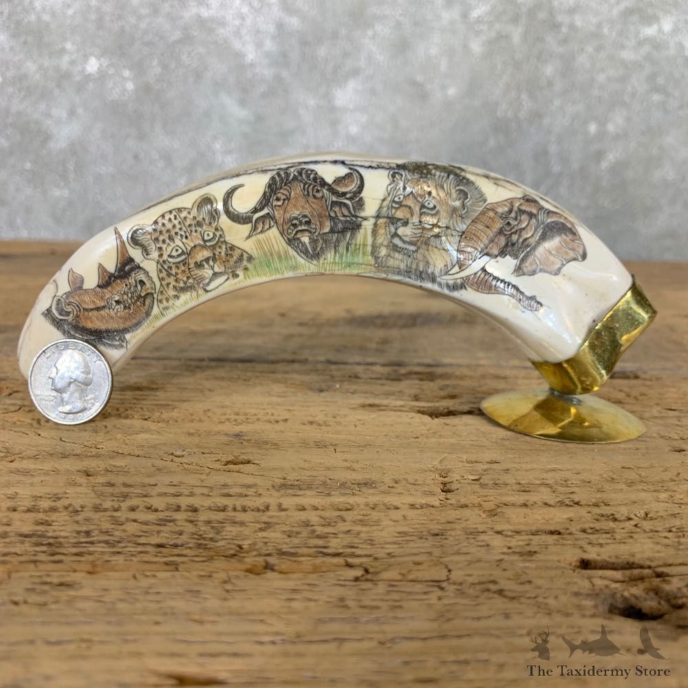 Scrimshawed Warthog Tooth For Sale #22388 @ The Taxidermy Store
