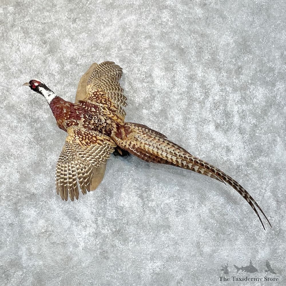 Copper/Reeves Cross Pheasant Bird Mount For Sale #28730 @ The Taxidermy Store