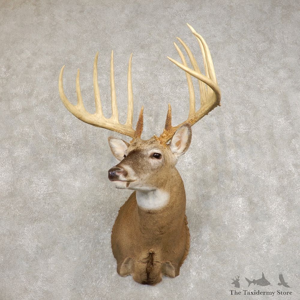 Kansas King Reproduction Shoulder Mount #21731 For Sale - The Taxidermy Store