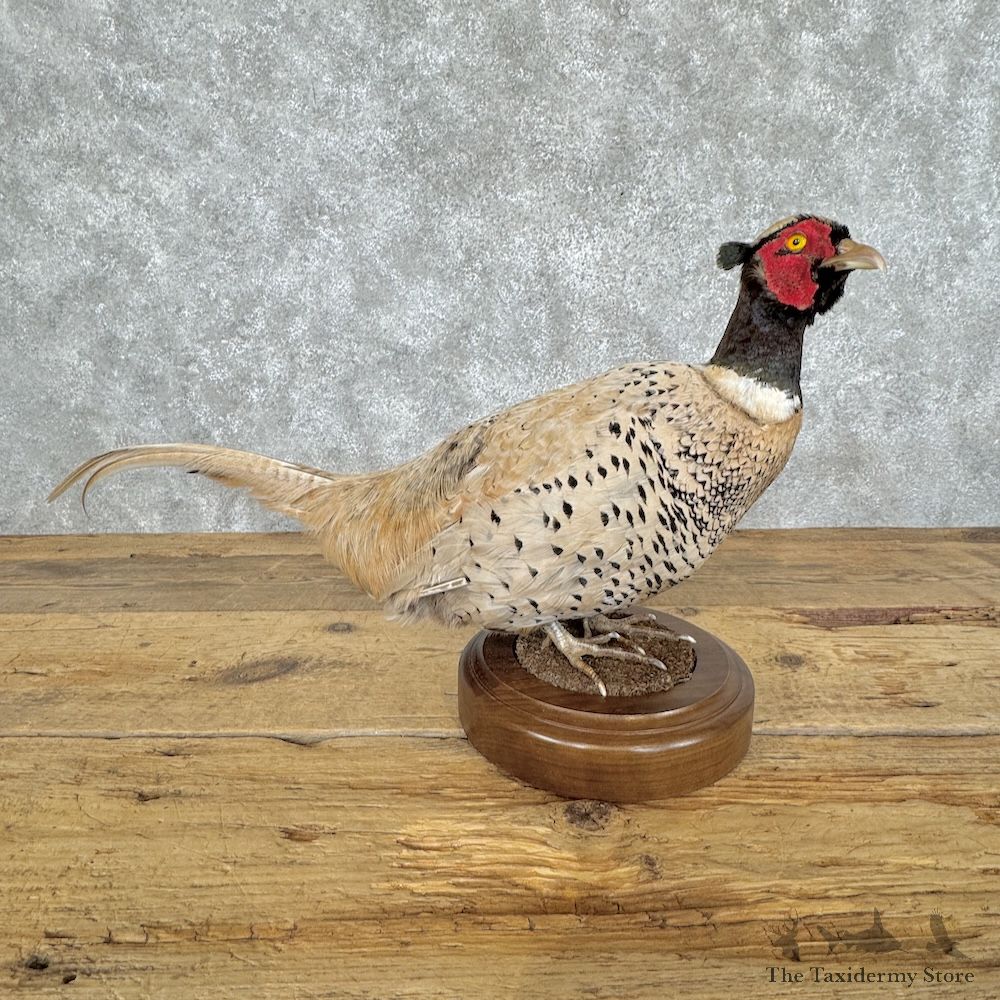 Buff Ringneck Pheasant Bird Mount For Sale #30065 @ The Taxidermy Store