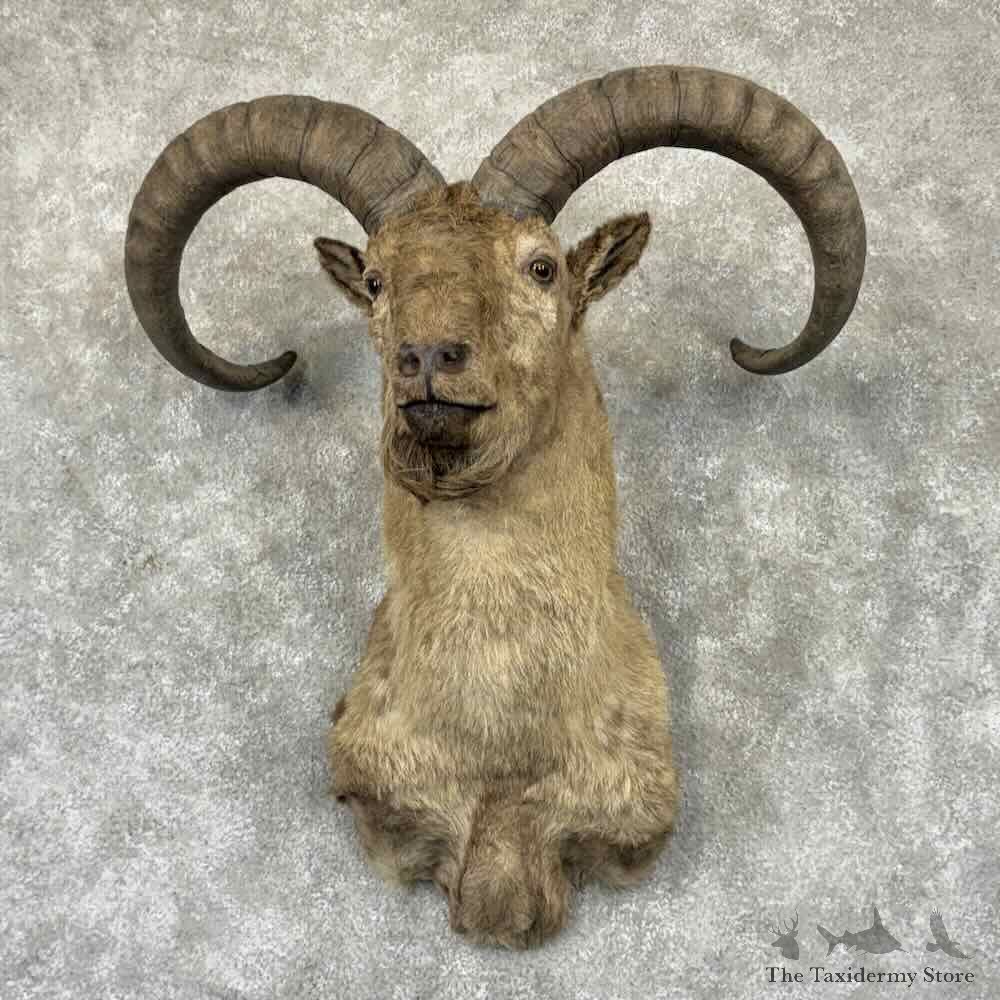 East Caucasian Tur Shoulder Mount For Sale #32344 @ The Taxidermy Store