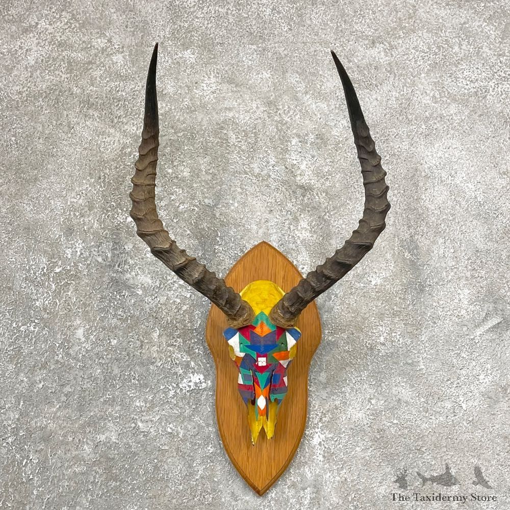 Impala Skull & Horn European Mount For Sale #24805 @ The Taxidermy Store