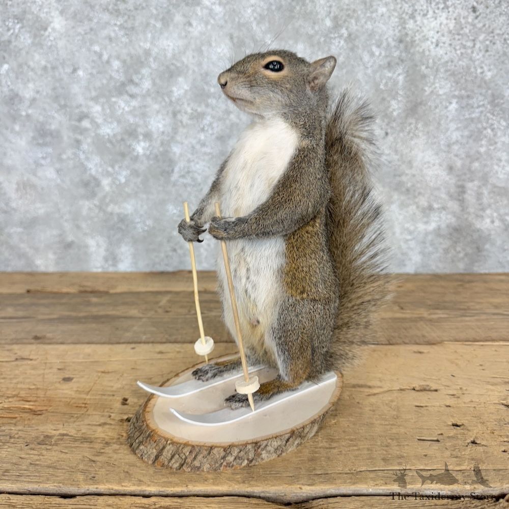 Skiing Squirrel Novelty Mount For Sale #30210 @ The Taxidermy Store