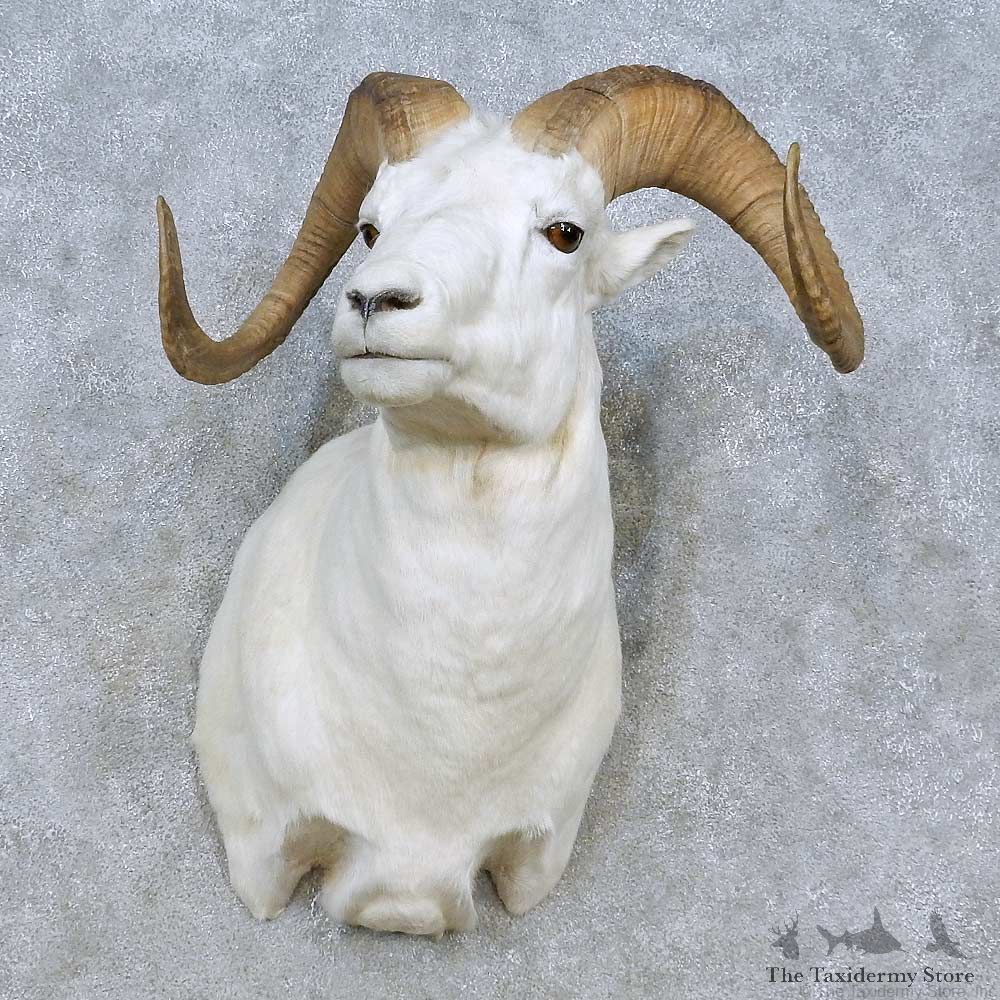 Dall Sheep Shoulder Mount For Sale #15075 @ The Taxidermy Store