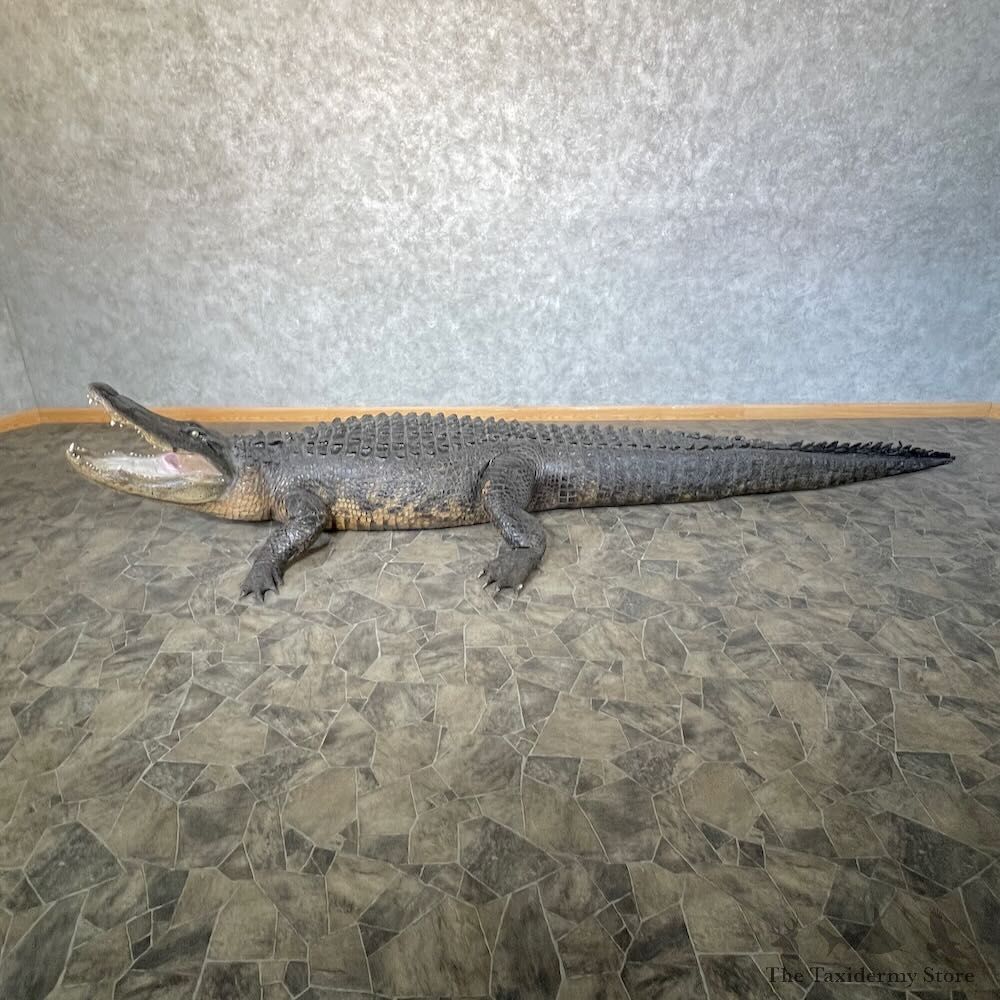 Alligator Life-Size Mount For Sale #28315 @ The Taxidermy Store