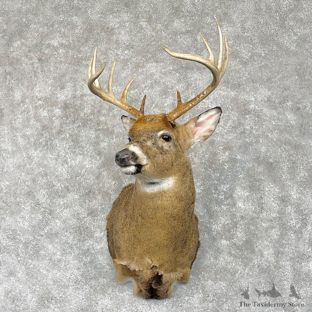 Whitetail Deer Shoulder Mount For Sale #28567 - The Taxidermy Store
