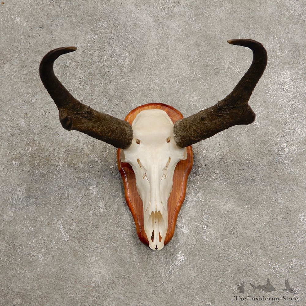 Pronghorn Skull & Horn European Mount #20440 For Sale @ The Taxidermy Store