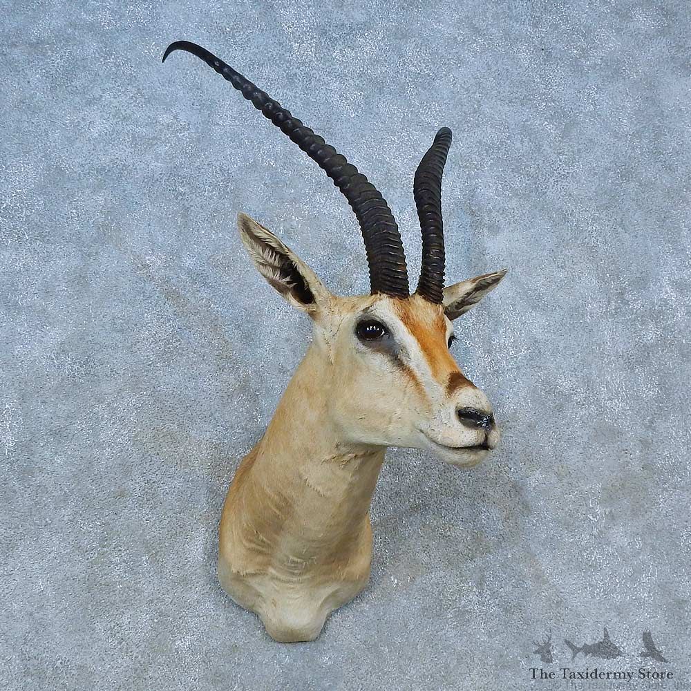 Peter’s Gazelle Shoulder Mount For Sale #15484 @ The Taxidermy Store