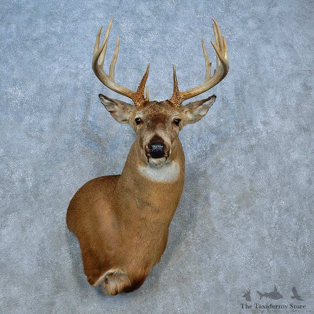 Whitetail Deer Shoulder Mount For Sale #15538 @ The Taxidermy Store