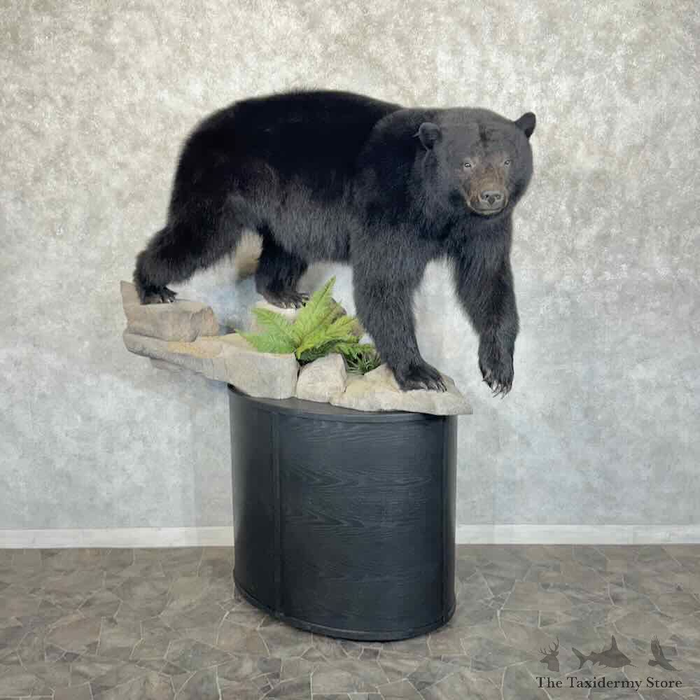 Black Bear Life-Size Mount For Sale #30937 @ The Taxidermy Store