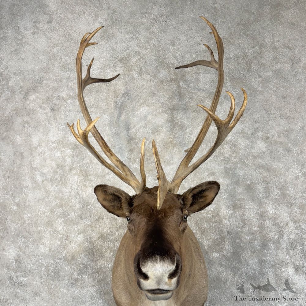 Barren Ground Caribou Shoulder Mount For Sale #29959 @ The Taxidermy Store