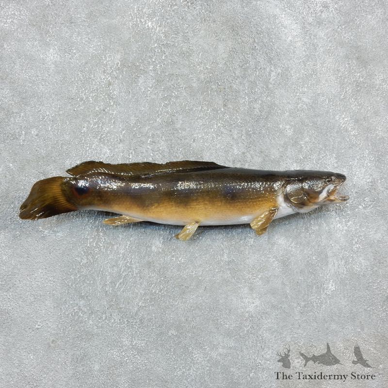 Dogfish Fish Mount For Sale 18243 @The Taxidermy Store