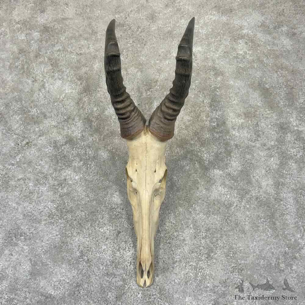Red Hartebeest Skull European Mount For Sale #32314 @ The Taxidermy Store