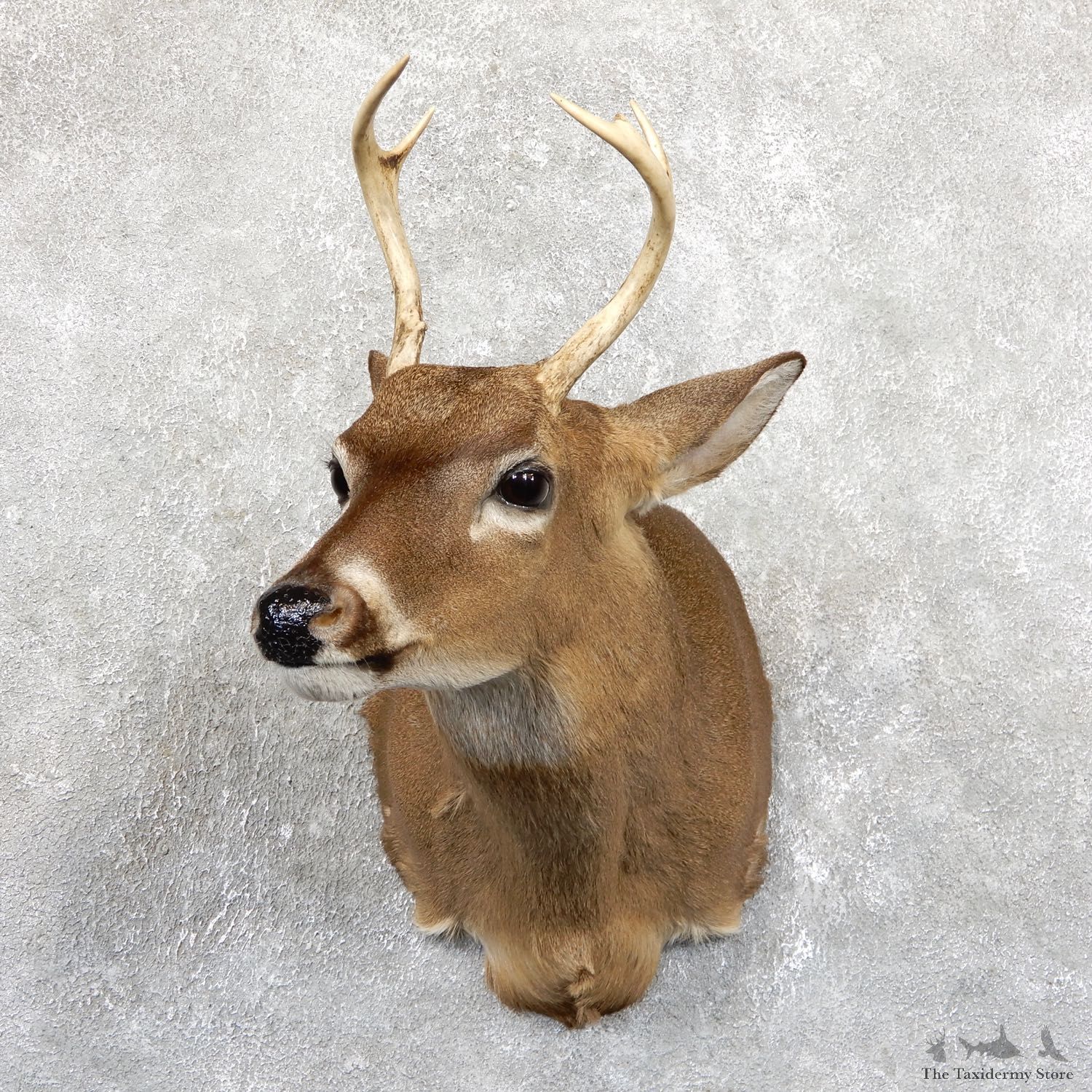 Whitetail Deer Shoulder Mount For Sale #19537 @ The Taxidermy Store