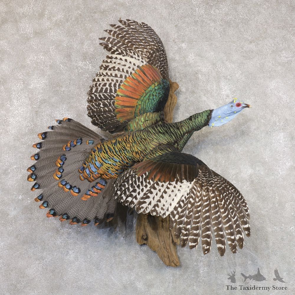 Ocellated Turkey Bird Mount For Sale #22507 @ The Taxidermy Store