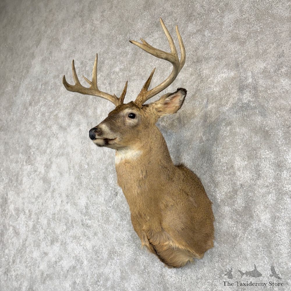 Whitetail Deer Shoulder Mount For Sale #30246 @ The Taxidermy Store