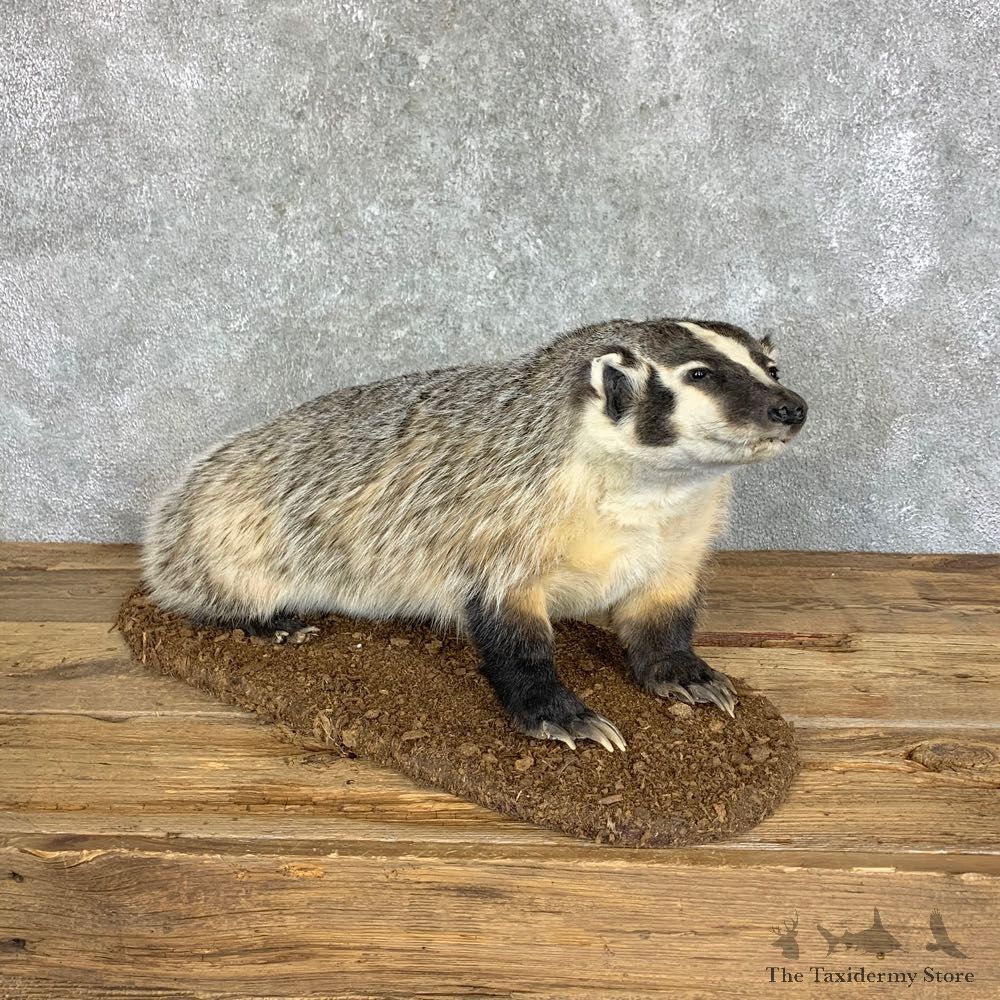 American Badger Life-Size Mount For Sale #22834 @ The Taxidermy Store