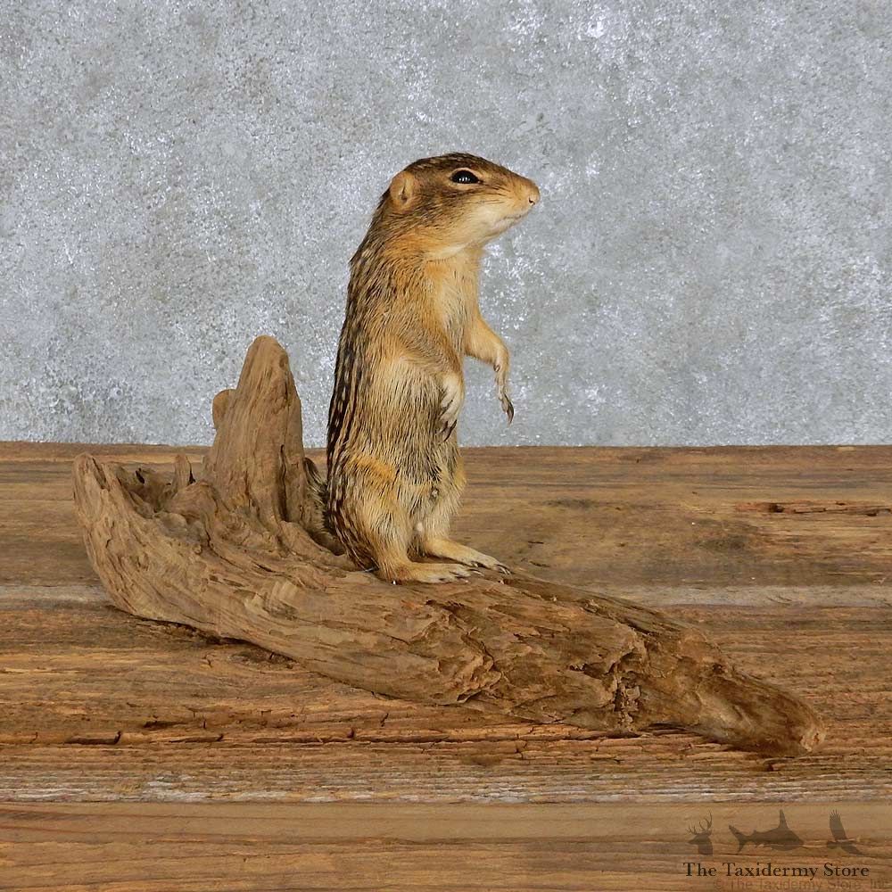 Ground Squirrel Mount For Sale #14405 @ The Taxidermy Store