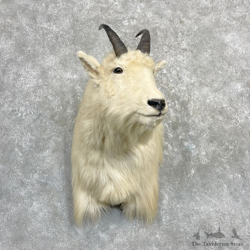 Mountain Goat Shoulder Mount For Sale #27278 - The Taxidermy Store