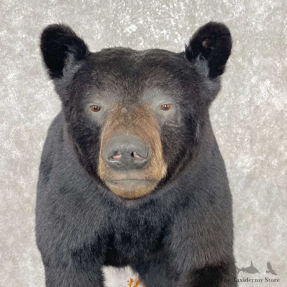 Black Bear Life-Size Mount For Sale #26742 @ The Taxidermy Store