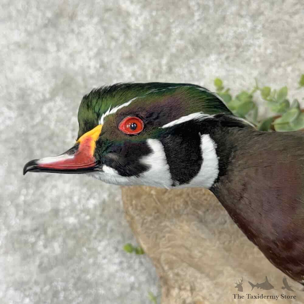 Wood Duck Bird Mount For Sale #30844 @ The Taxidermy Store