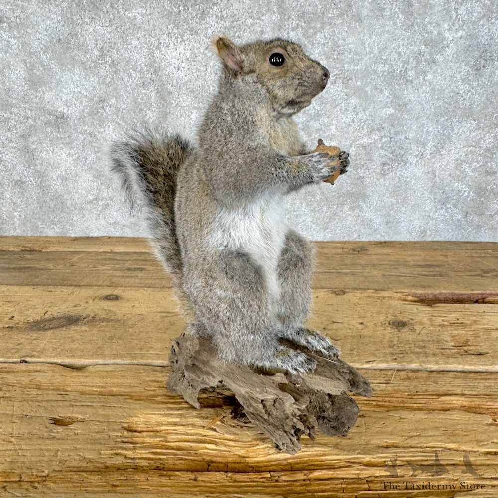 Grey Squirrel Life-Size Mount For Sale #29679 @ The Taxidermy Store