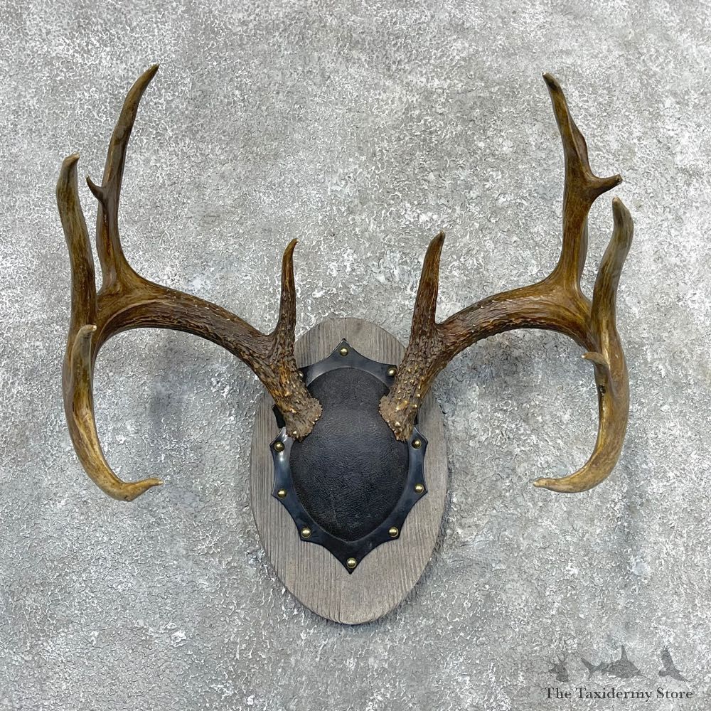 Whitetail Deer Antler Plaque Mount For Sale #24557 @ The Taxidermy Store