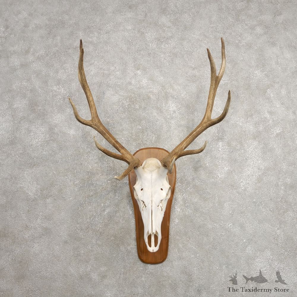Rocky Mountain Elk Skull European Mount For Sale #20477 @ The Taxidermy Store