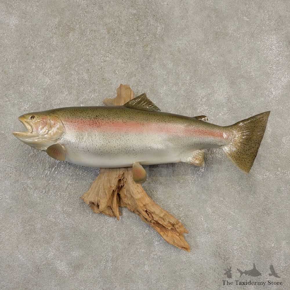 Rainbow Trout Fish Mount For Sale #21600 @ The Taxidermy Store