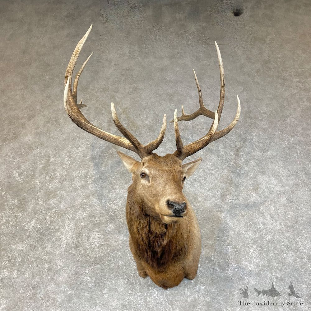 Rocky Mountain Elk Shoulder Mount For Sale #25497 @ The Taxidermy Store