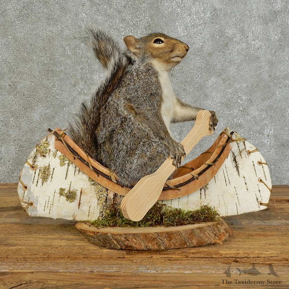 Canoe Squirrel Novelty Mount For Sale #16106 @ The Taxidermy Store