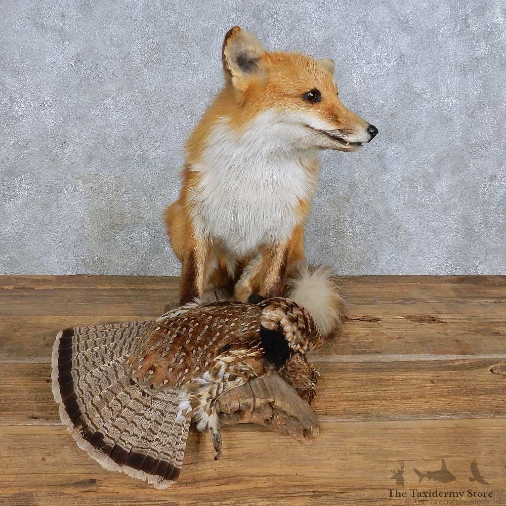 Red Fox w/ Ruffed Grouse Mount For Sale #14712 @ The Taxidermy Store