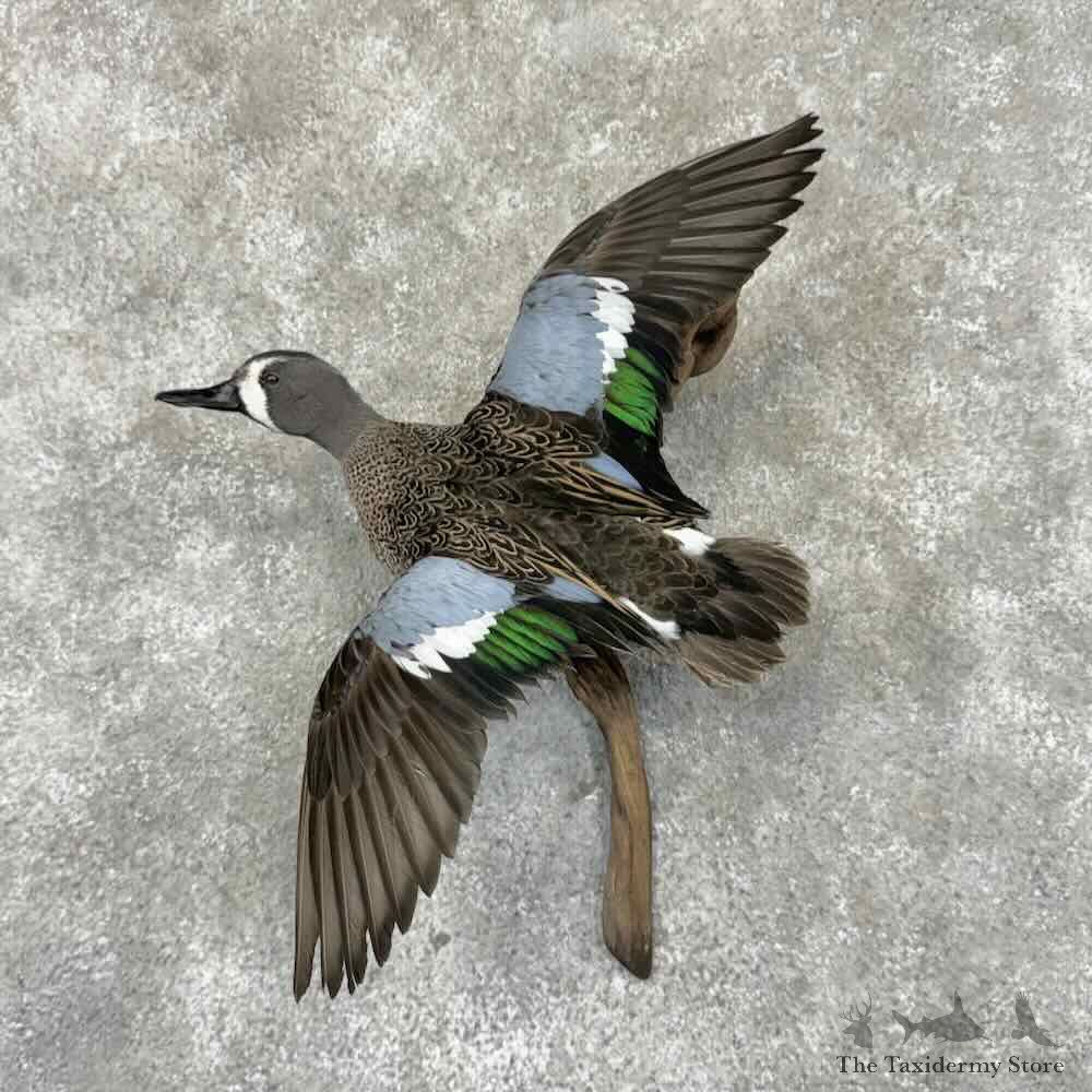 Blue Winged Teal Duck Mount For Sale #31943 @ The Taxidermy Store