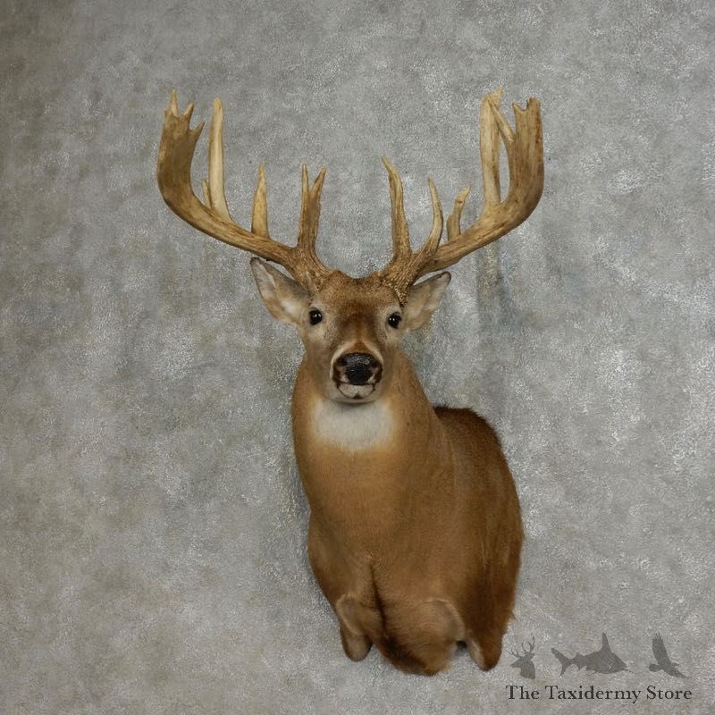Whitetail Deer Shoulder Taxidermy Mount For Sale #17867 @ The Taxidermy Store