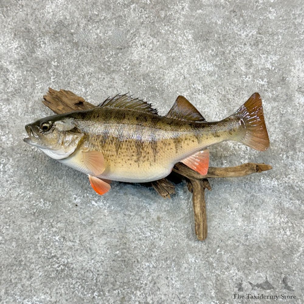 Perch Freshwater Fish Mount For Sale #29327 @ The Taxidermy Store