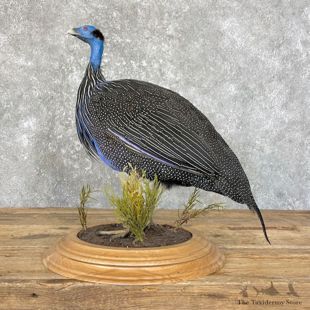 Vulturine Guineafowl Bird Mount For Sale #27760 @ The Taxidermy Store