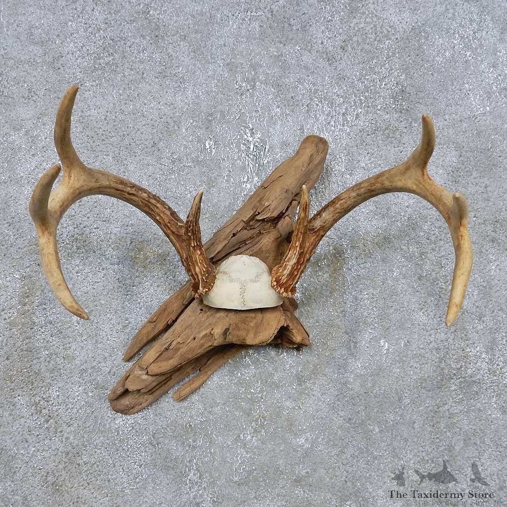 Whitetail Deer Antler Mount For Sale #14760 @ The Taxidermy Store