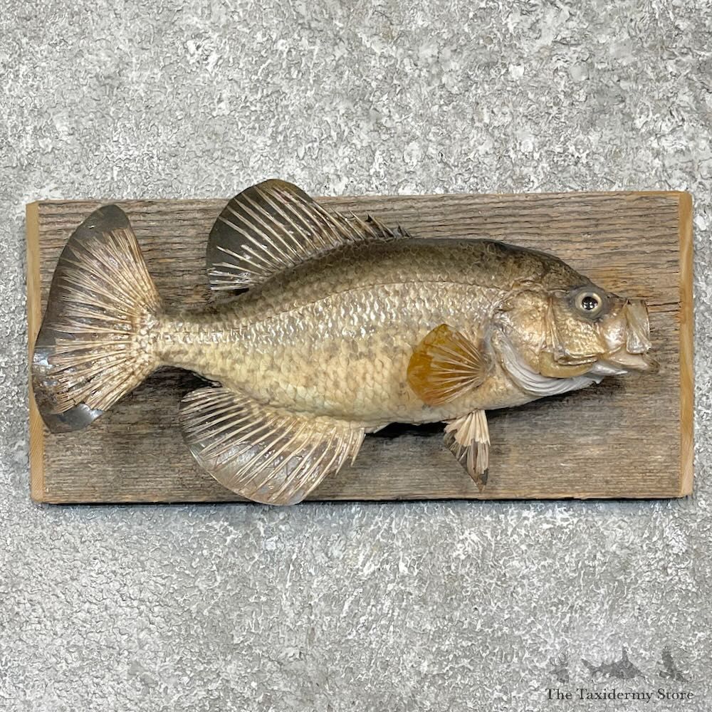Black Crappie Fish Mount For Sale #27442 @ The Taxidermy Store