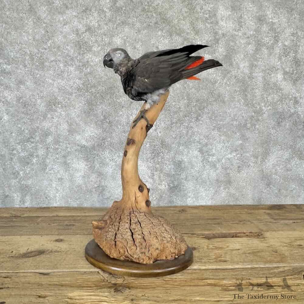 African Grey Parrot Bird Mount For Sale #32293 @ The Taxidermy Store