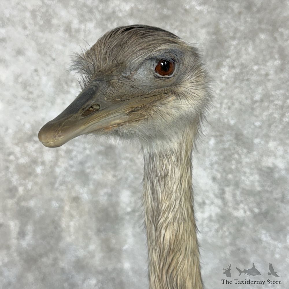 Greater Rhea Bird Mount For Sale #29650 @ The Taxidermy Store