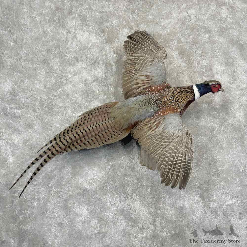 Ringneck Pheasant Bird Mount For Sale #32181 @ The Taxidermy Store