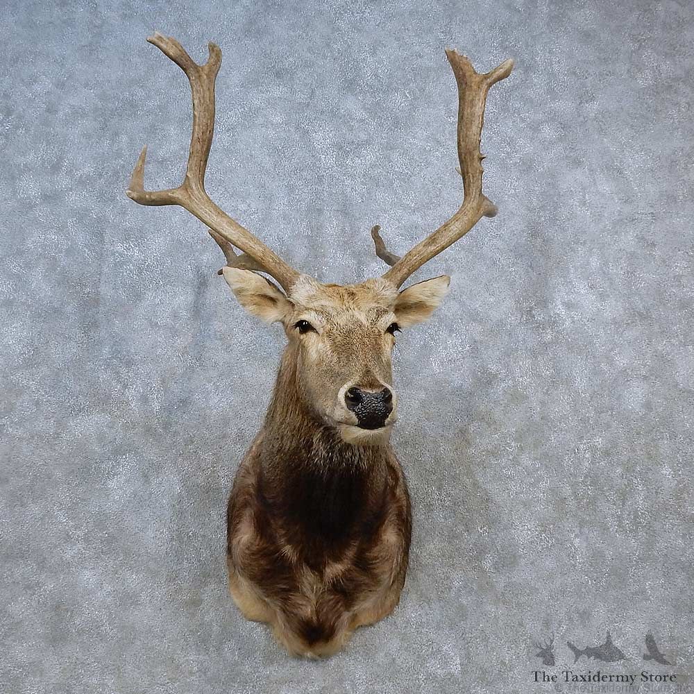 Pére David’s Deer Shoulder Mount For Sale #15580 @ The Taxidermy Store
