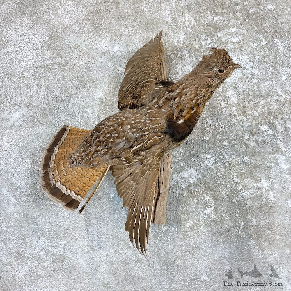 Ruffed Grouse Taxidermy Mount For Sale #26507 @ The Taxidermy Store
