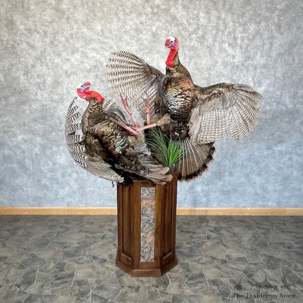Eastern Turkey Scene Bird Mount For Sale #28316 @ The Taxidermy Store