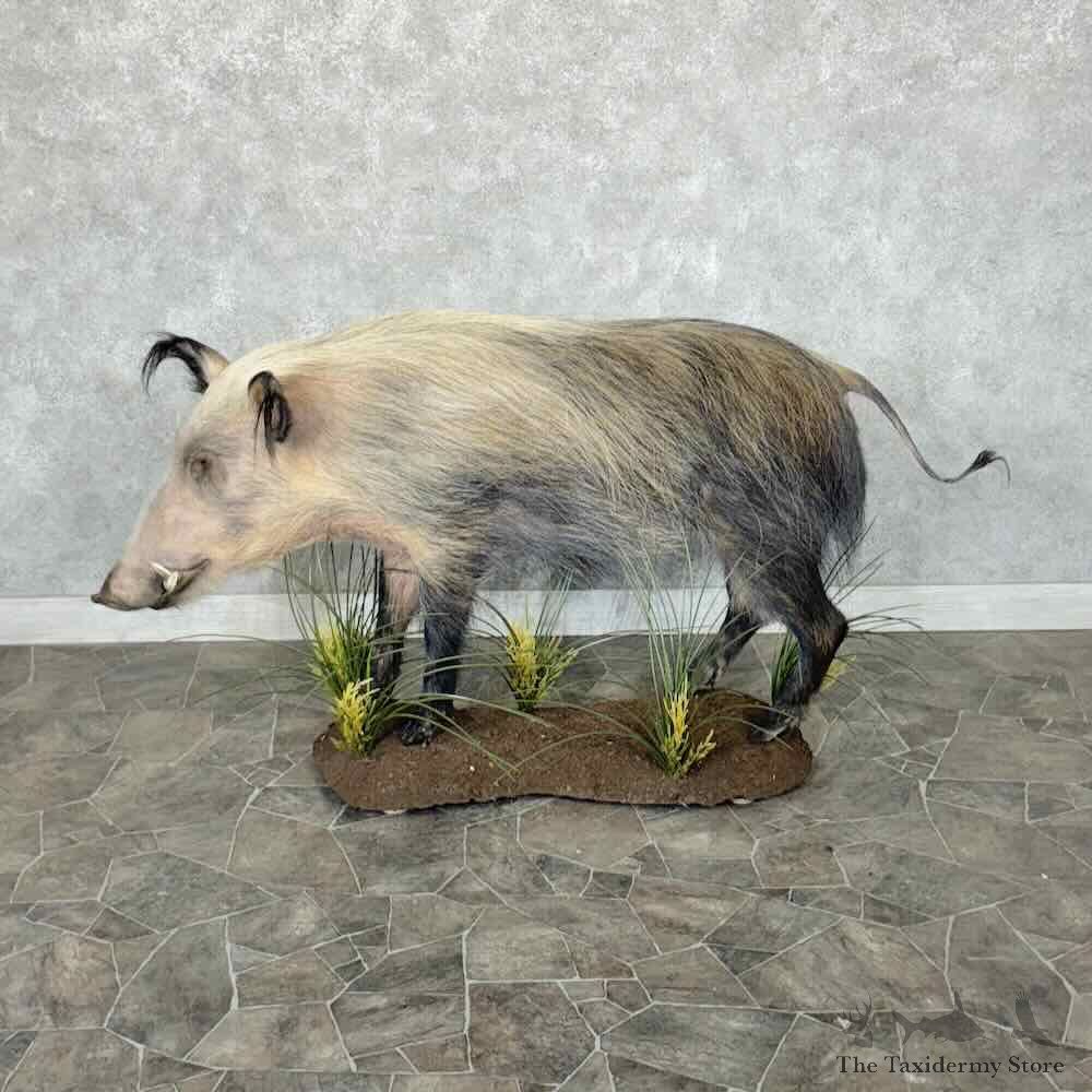 African Bushpig Life-Size Mount For Sale #30667 @ The Taxidermy Store