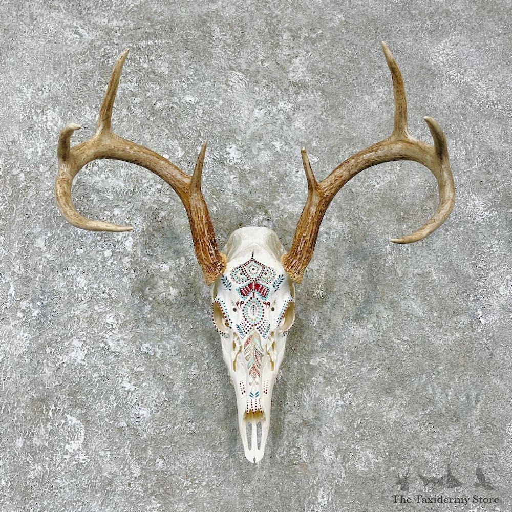 Whitetail Deer Skull European Mount For Sale #25925 @ The Taxidermy Store