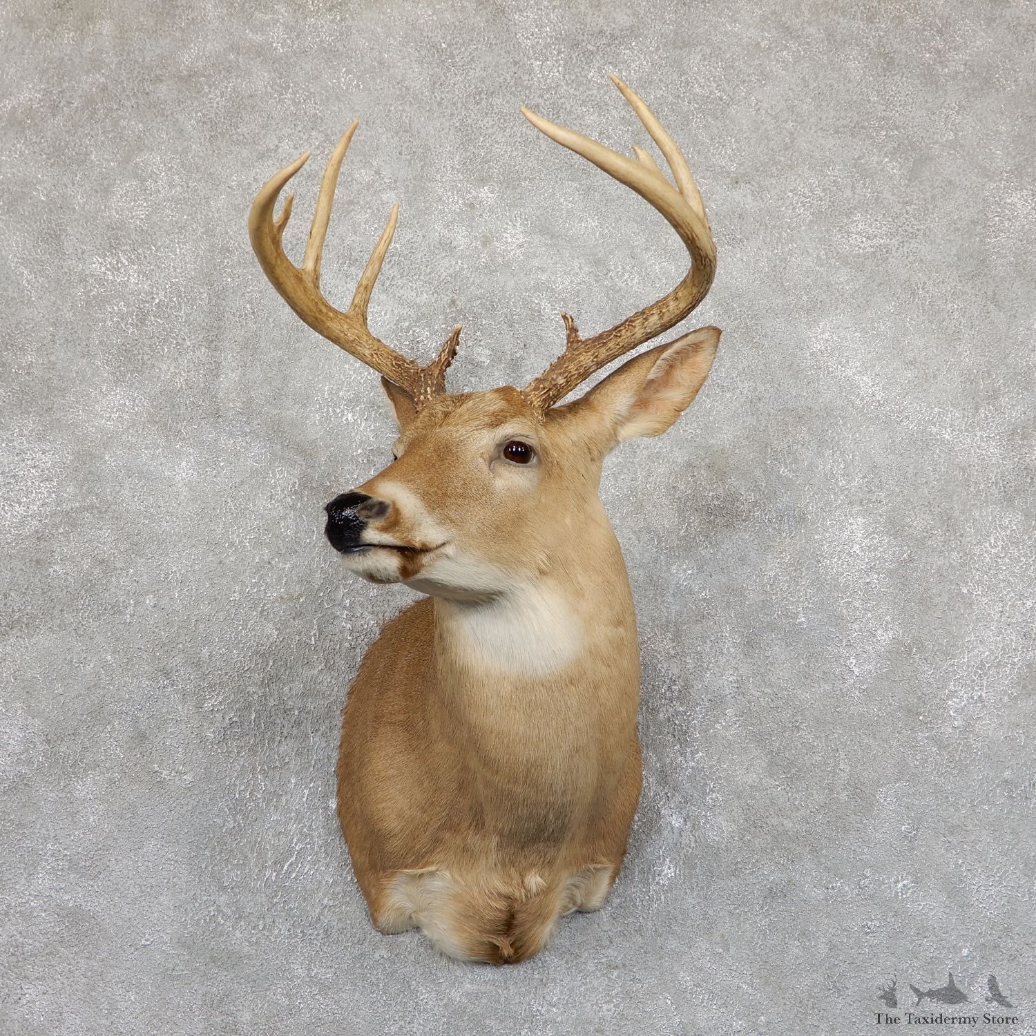 Whitetail Deer Shoulder Mount #19543 For Sale - The Taxidermy Store