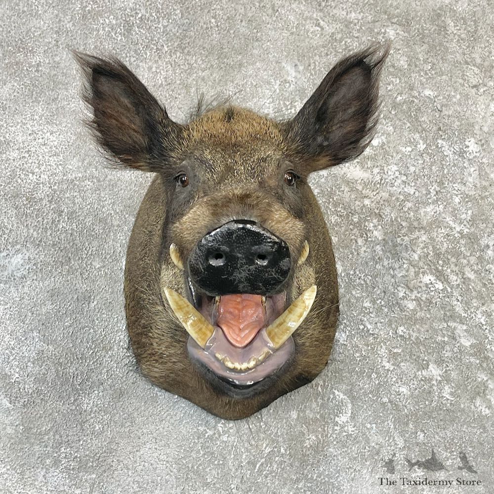 Wild Boar Shoulder Mount For Sale #26526 @ The Taxidermy Store